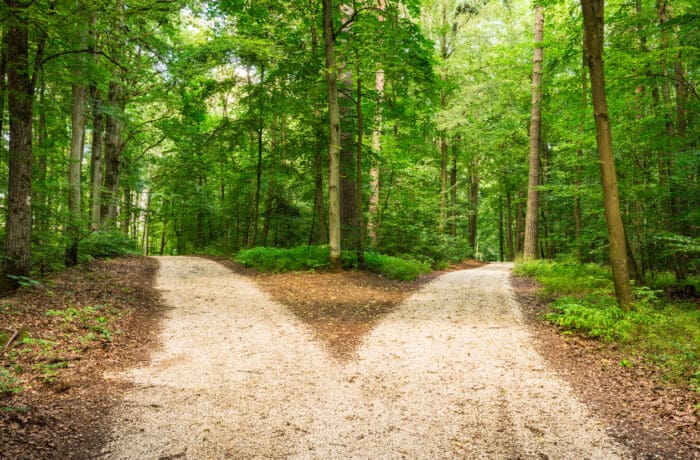 A forest scene with a dirt path that splits into two directions, one veering to the left and the other to the right. Tall trees with dense green foliage line both sides of the paths, creating a serene and inviting atmosphere. Sunlight filters through the leaves, reminding you that diligence is the mother of good luck.